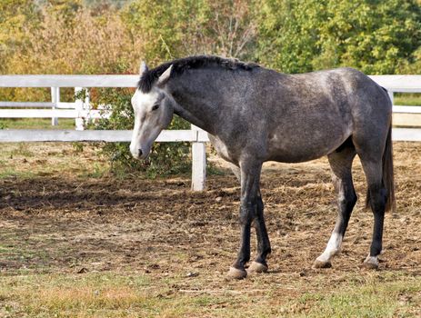 gray horse in pastures of farms