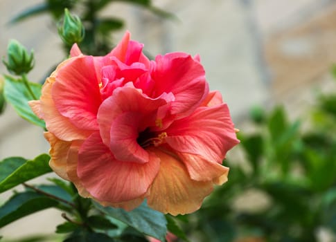 pink rose leaf chinese flowers bush