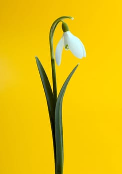 Snowdrop flowers in yellow background