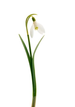 Spring snowdrop flower isolated on white background
