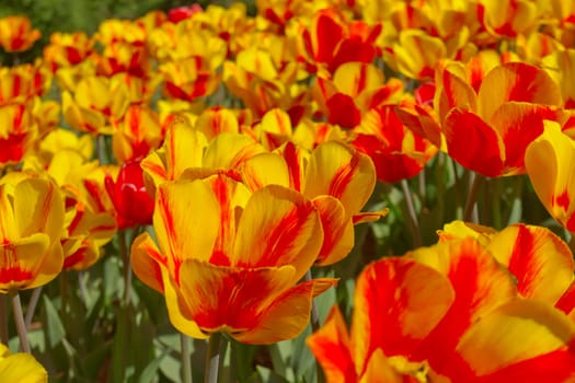 Tulips yellow red spring bed flower background