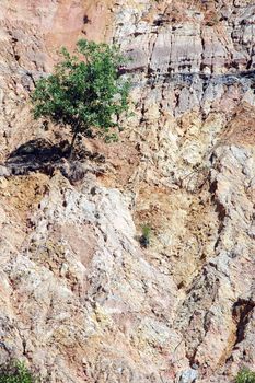 single tree on eroded mountain