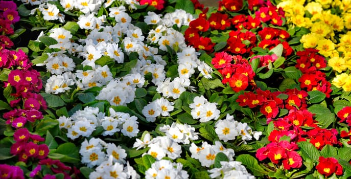 Colourful flowers