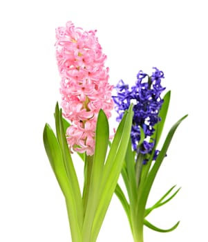 Colourful Hyacinth isolated on white background