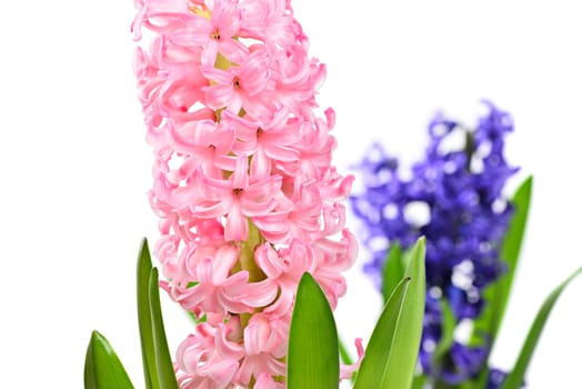 Colourful Hyacinth isolated on white background