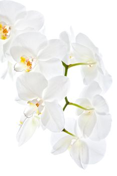 Phalaenopsis. White orchid on white background