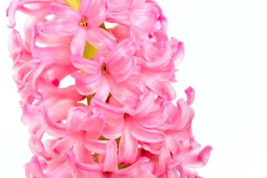 Colourful Hyacinth isolated on white background