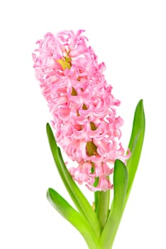 Colourful Hyacinth isolated on white background