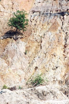 single tree on eroded mountain