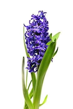 Colourful Hyacinth isolated on white background