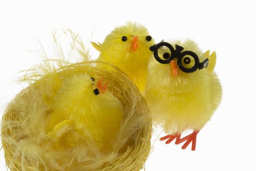 Fluffy Easter Chick family isolated on the white background