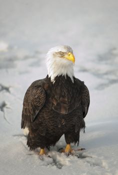 Bald Eagle (Haliaeetus leucocephalus) sitting on a snow. Alaska.