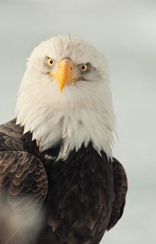 Face-to-face portrait of an North american bald eagle - Haliaeetus leucocephalus