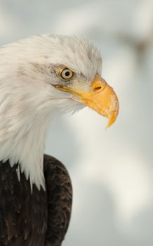 Profile  portrait of an North american bald eagle - Haliaeetus leucocephalus