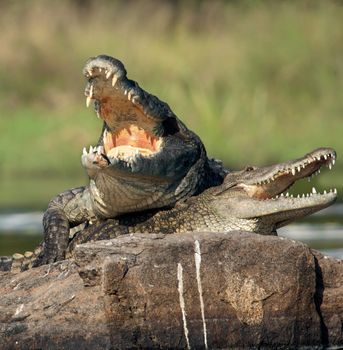 Nile crocodile. Two crocodiles , saving opened from a heat to graze, sit on one big stone in the middle of sources of Nile.