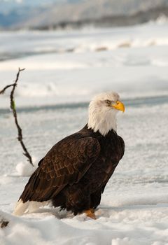 Bald Eagle (Haliaeetus leucocephalus) sitting on a snow. Alaska.