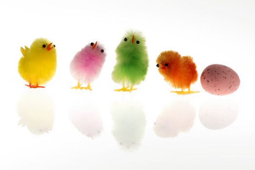 Easter chicks of four colours and one egg isolated on white