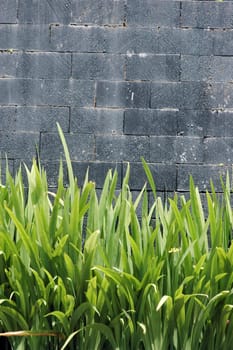 concrete wall with green plants