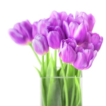 bouquet of fresh violet tulips isolated on white background