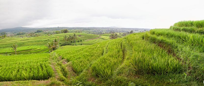 panoramic view of Jatiluwih rice field terraces, Bali, Indonesia