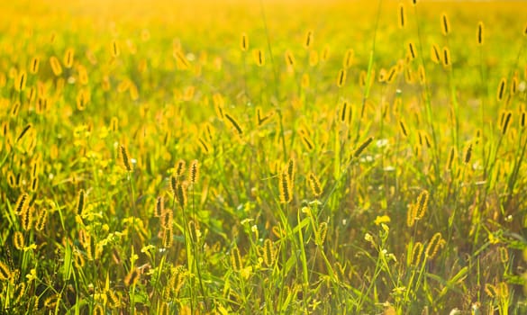 long grass meadow closeup with bright sunlight