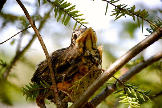 Baby Bird - Puffy