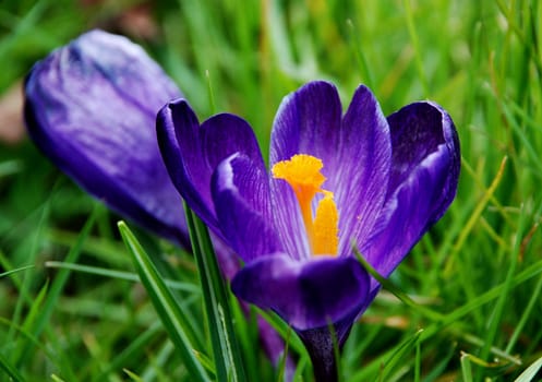 Deep purple crocus bloom in the grass with a closed bloom in the background