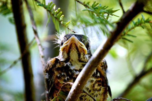 Baby bird waits for food