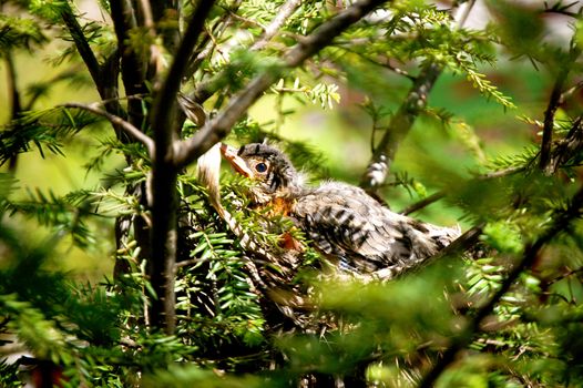 Baby Bird in the trees