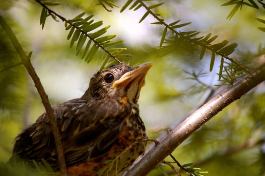 Baby bird background