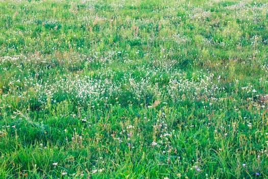 Grass and bright flowers on a meadow in the spring.