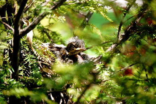 Baby bird with a mean look