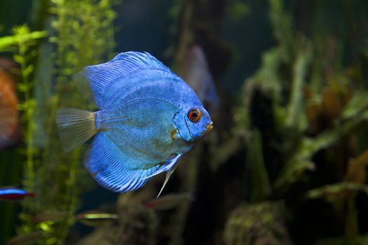 A close up shot of a beautiful Blue Diamond Discus Fish
