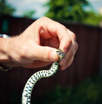 Handling of a grass snake (Natrix natrix) being demonstrated