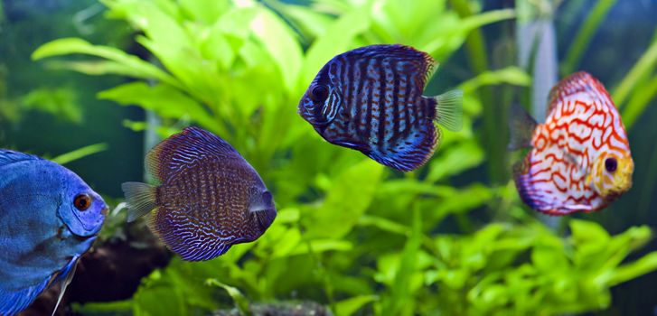 A group of colorful discus fish.