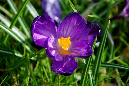 Closeup of a purple crocus bloom in the grass, with pollen dropped in the center of the flower
