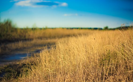 Field of grass on summer day.