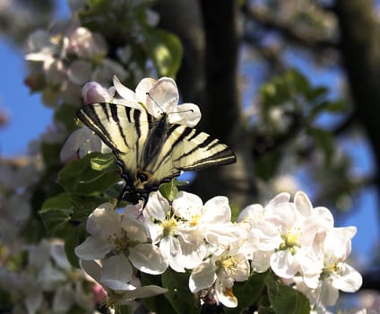 springtime in garden