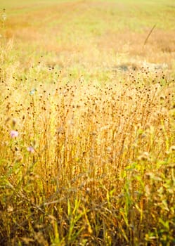 Field of grass on summer day.