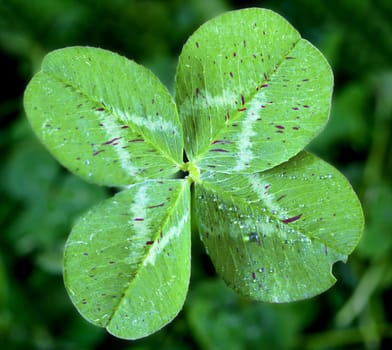 A macro shot of a detailed four leaf clover.
