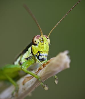 An extreme macro shot of a grasshopper showing off its teeth for the camera
