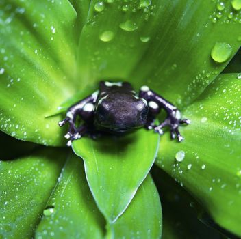 A macro shot of a Poison Dart Frog (Dendrobates Auratus) inside a bromeliad plant.