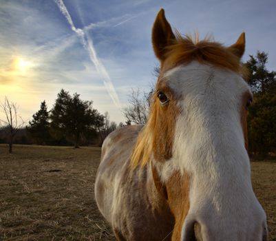 A close up HDR shot of a horse approaching the camera with the sun setting in the distance.