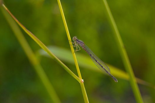 a green dragonfly hooked on a plant branch