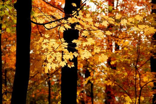 Maple branch with sunlit yellow leaves in autumn forest