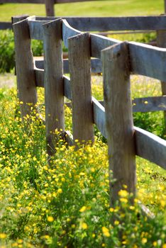 Yellow buttercups growing near farm fence in a green meadow