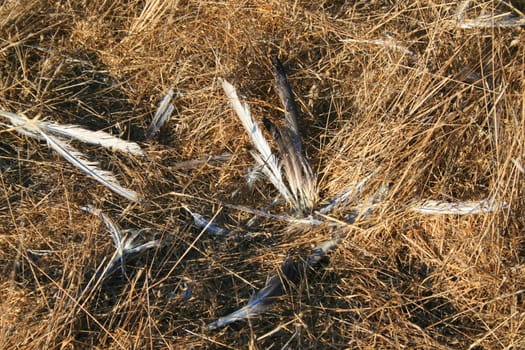 Close up of the bird feathers.
