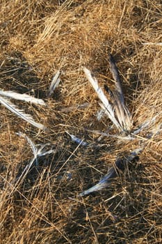 Close up of the bird feathers.
