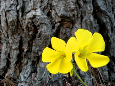 yellow flowers against the bark of a pine tree