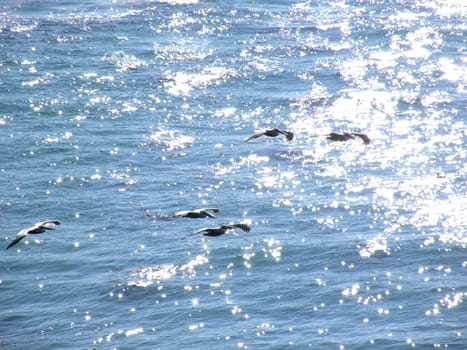 Pelicans flying in formation over the waters of the Pacific Ocean